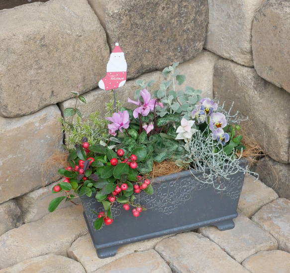 シクラメンジックス　サンタピックつき　軽井沢のシクラメン　クリスマスにも　お花たちの寄せ植え 7枚目の画像