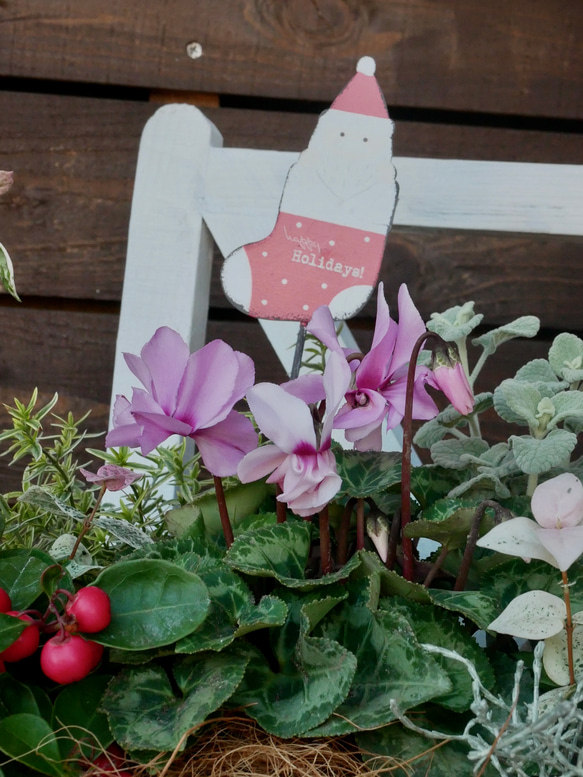 シクラメンジックス　サンタピックつき　軽井沢のシクラメン　クリスマスにも　お花たちの寄せ植え 13枚目の画像