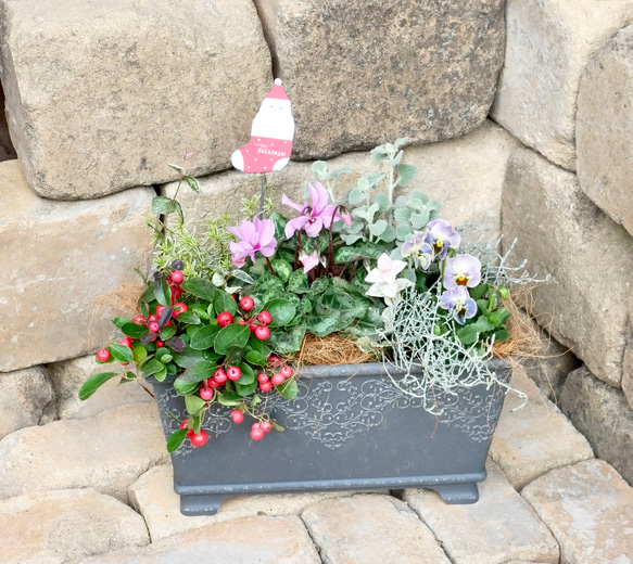 シクラメンジックス　サンタピックつき　軽井沢のシクラメン　クリスマスにも　お花たちの寄せ植え 8枚目の画像