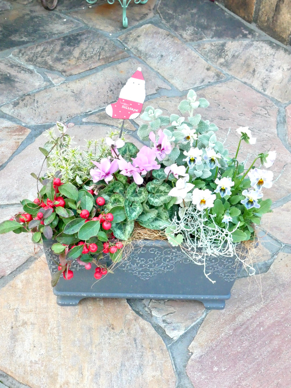シクラメンジックス　サンタピックつき　軽井沢のシクラメン　クリスマスにも　お花たちの寄せ植え 1枚目の画像