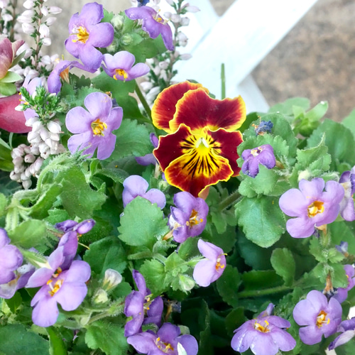 スノードロップ球根入り シクラメンジックス ビオ華あら寄せ植え