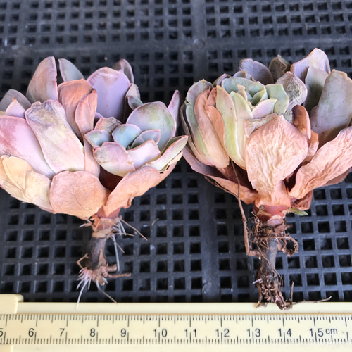 多肉植物 グリーノビア ピンクエルイエロブーケ 抜き苗 1株 多肉植物