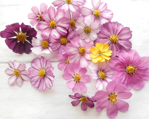 アネモネ　薔薇　カスミソウ　花びら　ヘッド　ドライフラワー　花材 楽天市場】【小分け】 『ミニバラヘッド アソート』 薔薇 ドライ