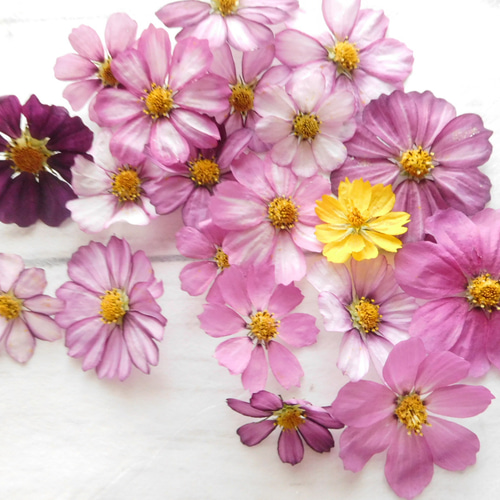 コスモス 花びら ドライフラワー 木材・板 ababko 通販 16818057