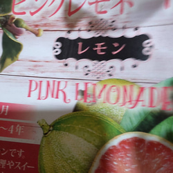 レモン【ピンクレモネード苗⠀】斑入りハイカラーの美しい葉っ葉 約70cm 5枚目の画像
