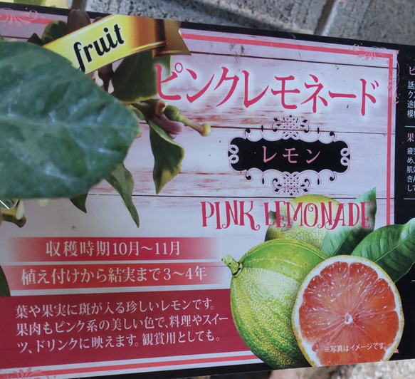 レモン【ピンクレモネード苗⠀】斑入りハイカラーの美しい葉っ葉 約70cm 2枚目の画像