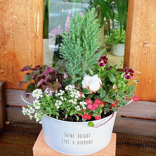①コニファー②チェッカーベリー寄せ植え 吉本花城園 予約品 12月中旬より順次発送 チェッカーベリーの
