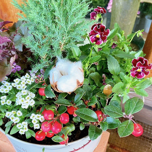 クリスマスツリー寄せ植え♪ガーデニング 赤 お庭 コットン