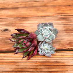 多肉植物　ブルーシャトー　抜き苗　エケベリア ブルーシャトウ | TOMOZOO