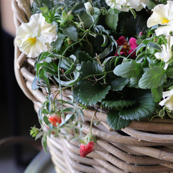 花と苺とリーフと..❤︎春籠の寄せ植え 4枚目の画像