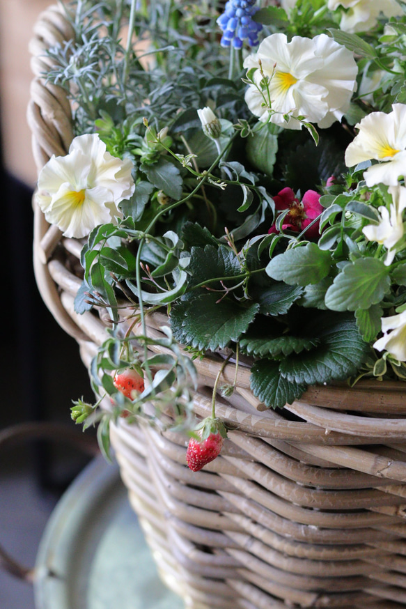 花と苺とリーフと..❤︎春籠の寄せ植え 4枚目の画像