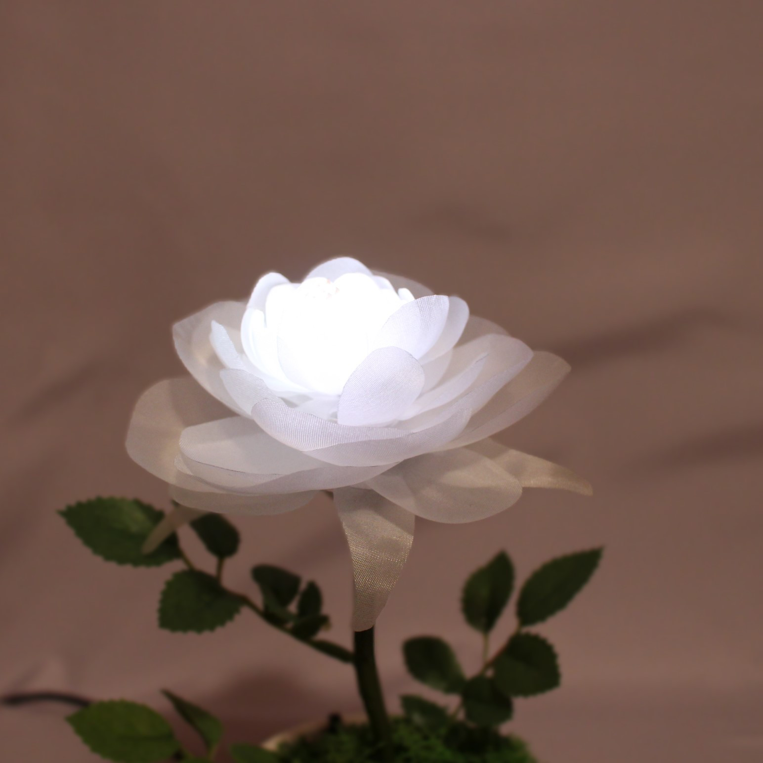 暗くなると開く花 誕生日 記念日 ギフト 光る花 フローラサイクル