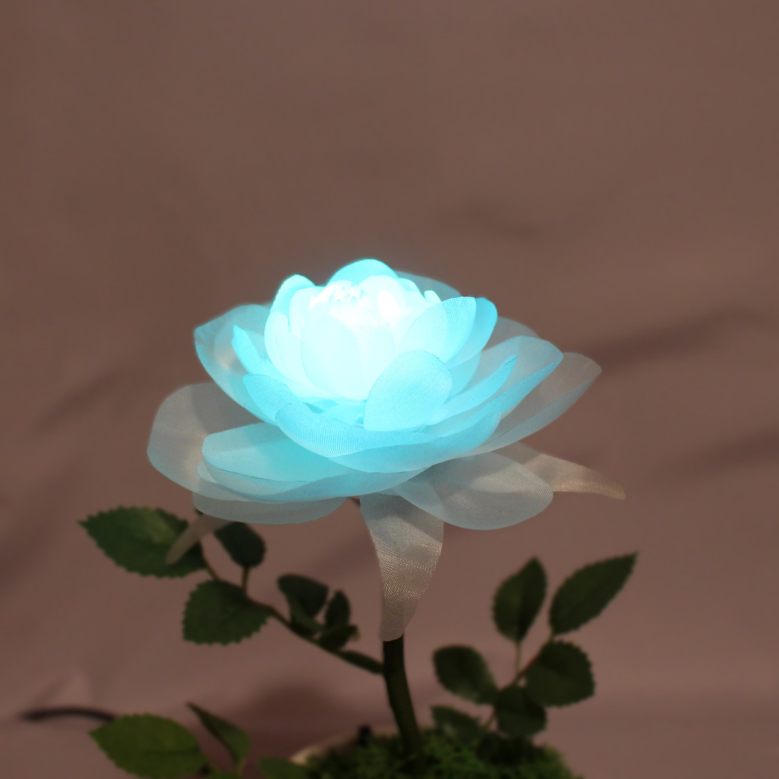 暗くなると開く花 誕生日 記念日 ギフト 光る花 フローラサイクル