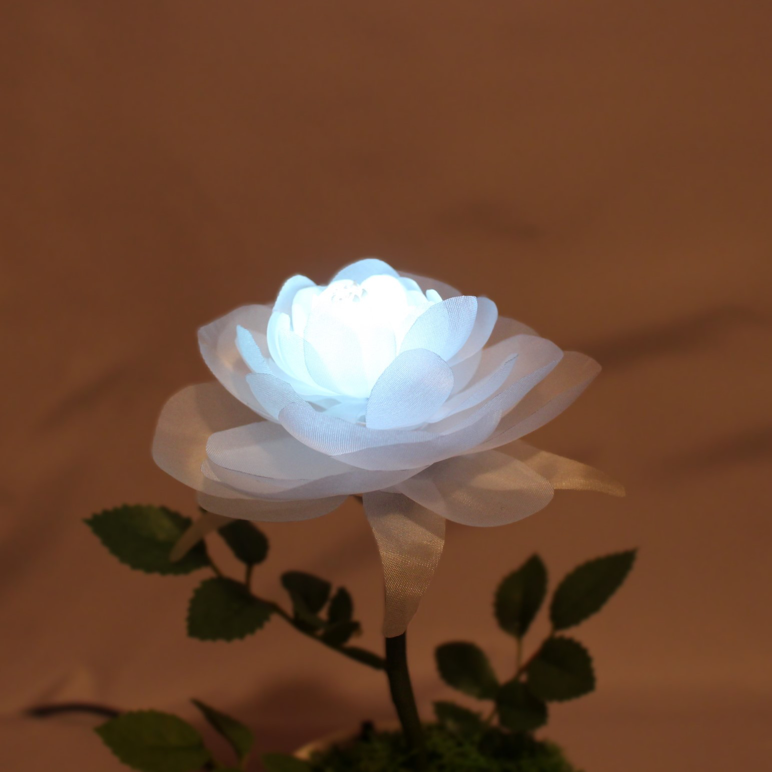 暗くなると開く花 誕生日 記念日 ギフト 光る花 フローラサイクル