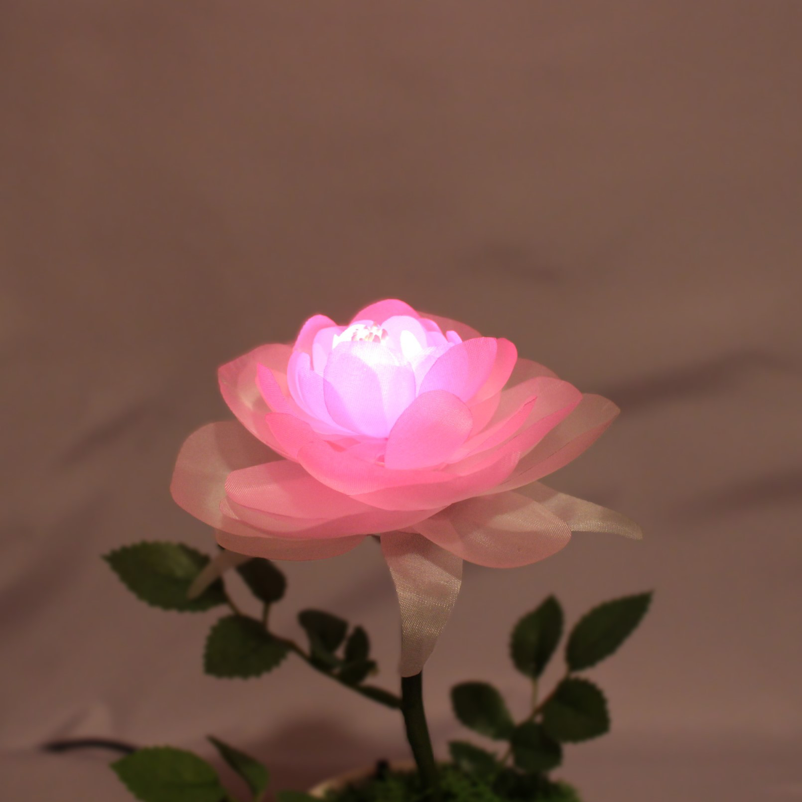 暗くなると開く花 誕生日 記念日 ギフト 光る花 フローラサイクル