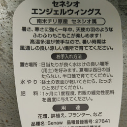 冬に輝く！耐寒性抜群！セネシオエンジェルウイングス　２ポットセット 7枚目の画像