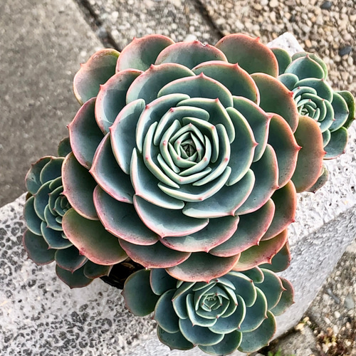 厳選 枝分かれ株！ 大株 エケベリア 多肉 七福神 その他インテリア雑貨