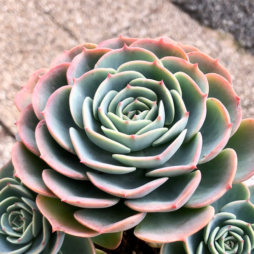 厳選 枝分かれ株！ 大株 エケベリア 多肉 七福神 その他インテリア雑貨