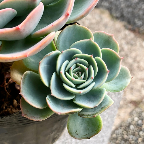 厳選 枝分かれ株！ 大株 エケベリア 多肉 七福神 その他インテリア雑貨