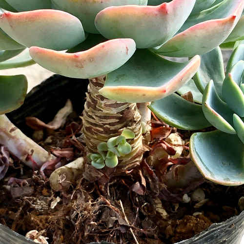 厳選 枝分かれ株！ 大株 エケベリア 多肉 七福神 その他インテリア雑貨