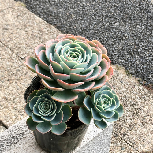 一株販売コメントへ多肉植物 エケベリア 七福神 厳選 枝分かれ株！ 大株 エケベリア 多肉 七福神 その他インテリア雑貨