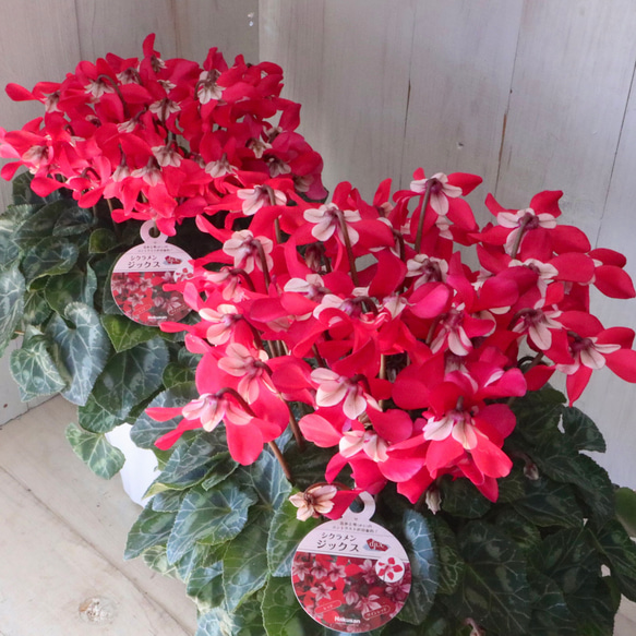 シクラメン♡ジックス♡ガーデンシクラメン♡レッド♡鉢ごと♡ アート
