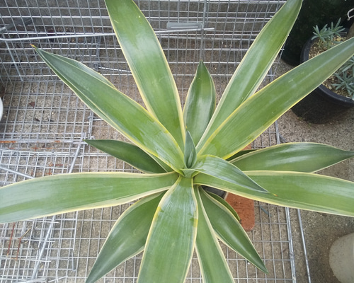 c6118b86ae2a6e538eebd587a7bd73