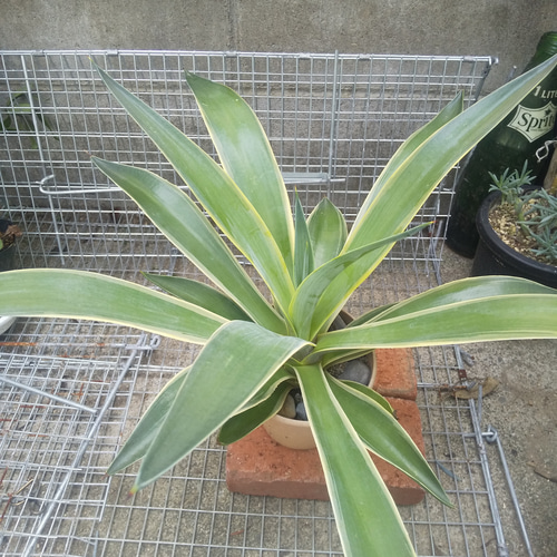 多肉植物 アガベ ベネズエラ 抜き苗 巨大苗 多肉植物 ミクロ 通販