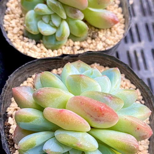 多肉植物 カット苗 当たろ モリモリ 11