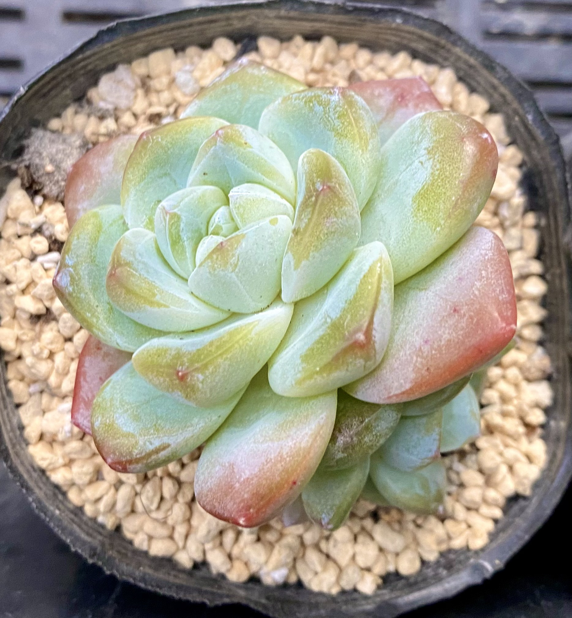 ぷくぷく多肉アイスグリーン むっちり♡韓国苗 葉挿し 多肉植物