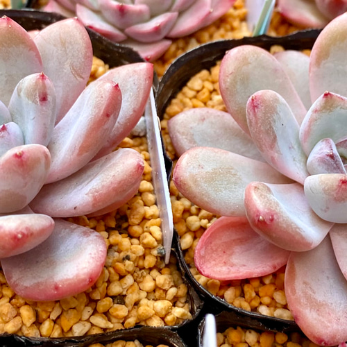 スターモンロー エケベリア カット苗 韓国苗 多肉植物 多肉植物