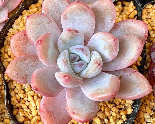 スターモンロー エケベリア カット苗 韓国苗 多肉植物 多肉植物
