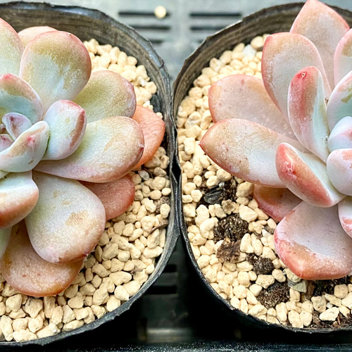 スターモンロー エケベリア カット苗 韓国苗 多肉植物 多肉植物 スターモンロー エケベリア カット苗 韓国苗 多肉植物 多肉植物