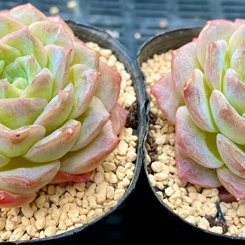 ピュアラブ 大きめ エケベリア カット苗 韓国苗 多肉植物 多肉