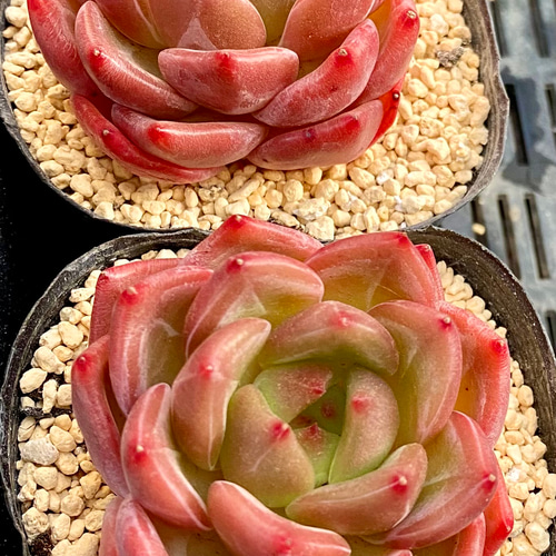 シャビアナ◎多肉植物 カット苗 韓国苗 エケベリア等 シャーロット エケベリア カット苗 韓国苗 多肉植物 多肉植物