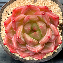 シャーロット エケベリア カット苗 韓国苗 多肉植物 多肉植物