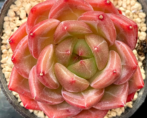 c35383ec981e15002346260e4b4011