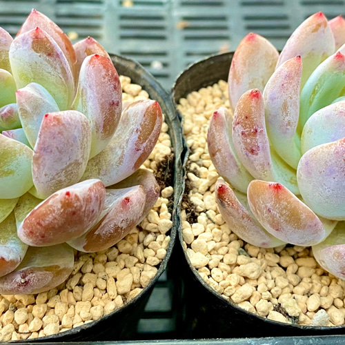 多肉植物　韓国苗　アイスハート　発根済み アイスハート エケベリア カット苗 韓国苗 多肉植物 多肉植物 プクニク