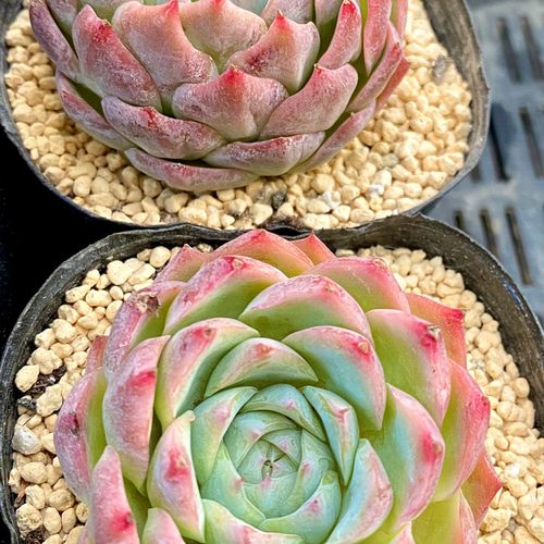 アローンスター エケベリア カット苗 韓国苗 多肉植物 多肉植物 アローンスター エケベリア カット苗 韓国苗 多肉植物 多肉植物