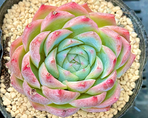 シャビアナ カット苗 多肉植物 エケベリア フリル系 - メルカリ