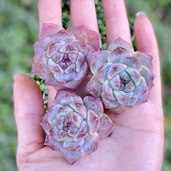 ピンクダイヤモンド エケベリア カット苗 韓国苗 多肉植物 多肉植物