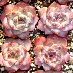 ピンクダイヤモンド　エケベリア　カット苗　韓国苗　多肉植物 5枚目の画像