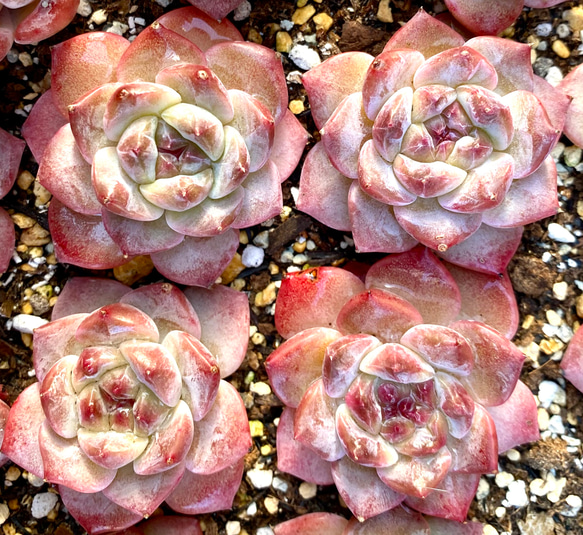 ピンクダイヤモンド　エケベリア　カット苗　韓国苗　多肉植物 5枚目の画像