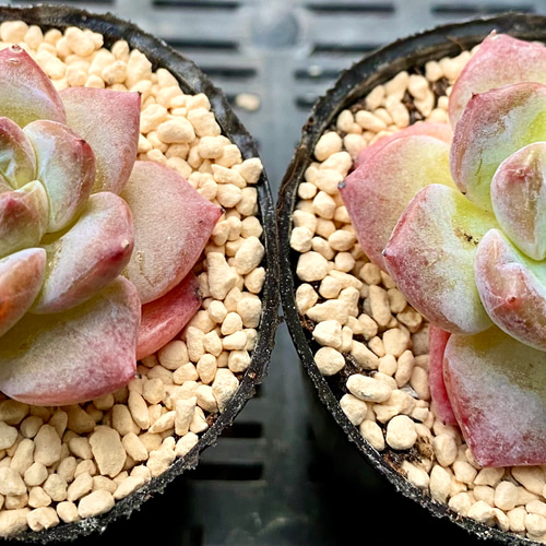 ピンクダイヤモンド エケベリア カット苗 韓国苗 多肉植物 多肉