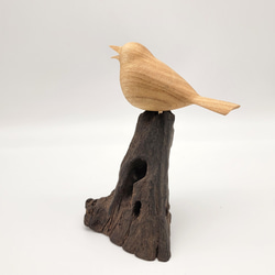 飛騨の啄む木鳥(ことり)  さんしょう 3枚目の画像