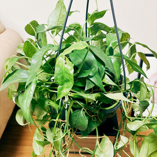 現品］【希少】エピプレムヌム ピナツム ブルーフォーム 7号