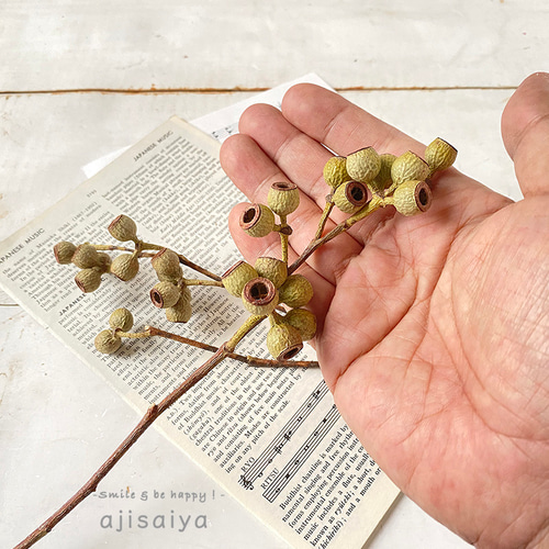 ユーカリ アンバーナッツ ナチュラル 小枝仕様【 木の実 】 ドライ  