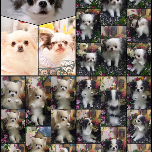 オーダーお受けします。チワワ リアル 実物大 分身 ぬいぐるみ 羊毛  