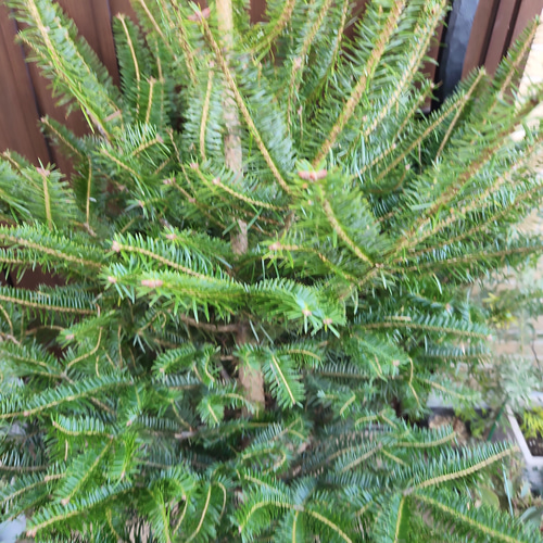 大型 もみの木 根巻き苗 クリスマスツリー 自然樹木 X'mas 生もみの