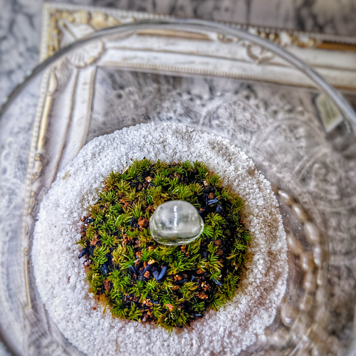 ❣️苔アート❣️ハラダ様オーダー専用❣️苔リューム❣️送料込み❣️ オーダーメイド（制作期間約2ヶ月） | 苔テラリウム専門